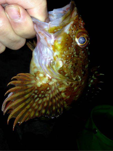 休み前アジング