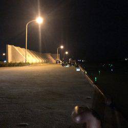 タチウオは何処