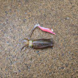 豊岡竹野港内でアオリイカ