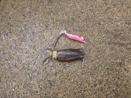 豊岡竹野港内でアオリイカ