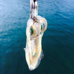 アジング、エギング