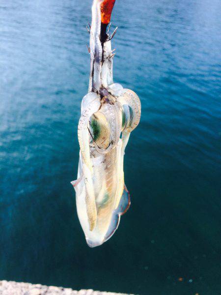 アジング、エギング