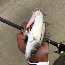 員弁川16時頃トップにて