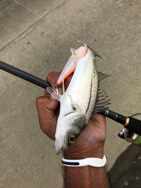 員弁川16時頃トップにて