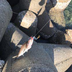 ライトショアジギング