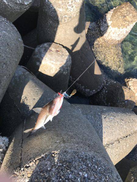 ライトショアジギング