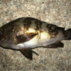 久しぶりにアジング成立！