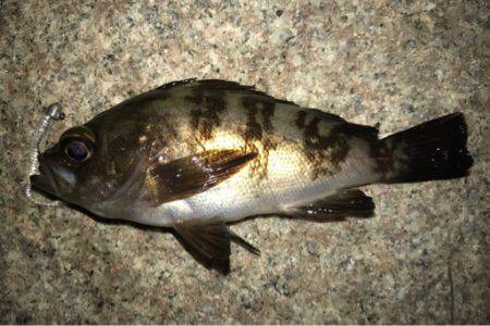 久しぶりにアジング成立！