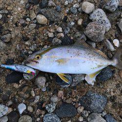 朝マヅメ高活性②