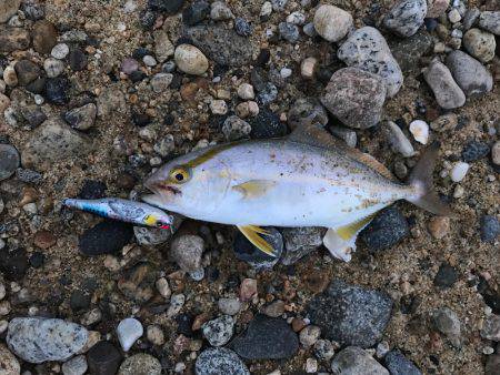 朝マヅメ高活性②