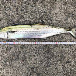 夜中からタチウオ!朝からサゴシ!