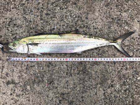 夜中からタチウオ!朝からサゴシ!