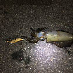 ライト、ライト