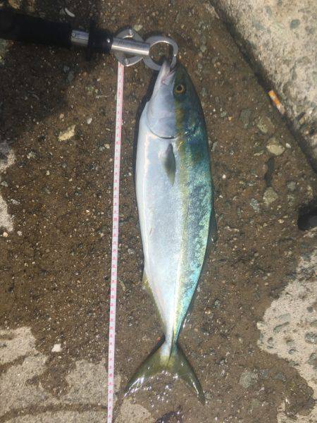 貝塚人工島 ハマチアンドサゴシ