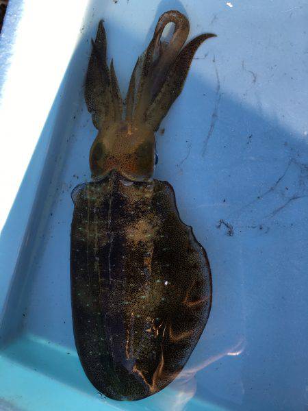 新子シーズン到来