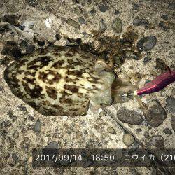 アオリとコウイカ