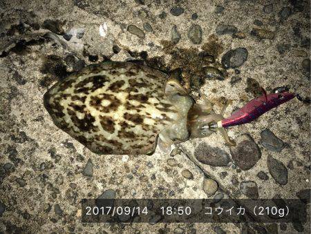 アオリとコウイカ