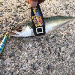 五目スプーンジグで楽しく五目釣り