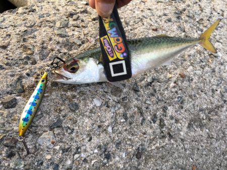 五目スプーンジグで楽しく五目釣り