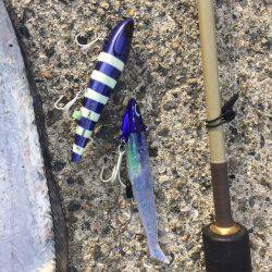 ワインド タチウオ