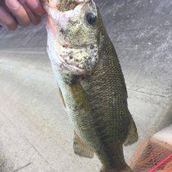 員弁川 シーバス