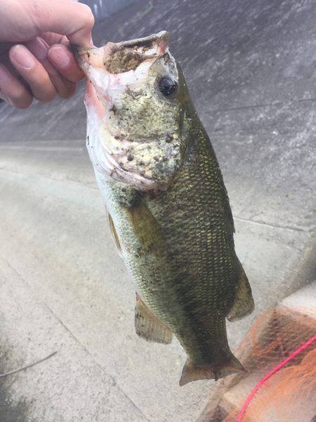 員弁川 シーバス