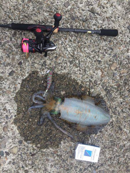 周参見から白浜 ランガン