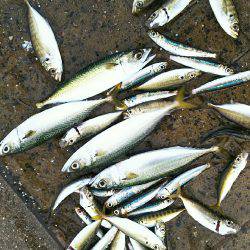 シーサイドコスモ アジ爆釣