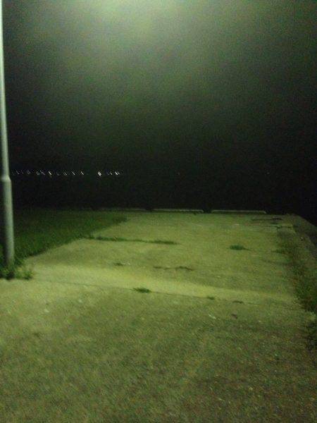 ボラ、セイゴ釣果