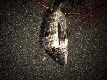 チニング初マチヌ