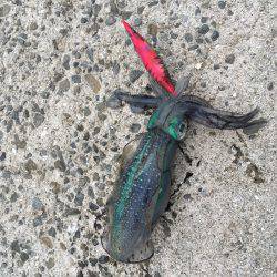 風が強かった、そら台風来てるもんな！笑