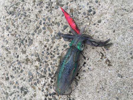 風が強かった、そら台風来てるもんな！笑