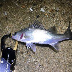 ナイトウェーディング