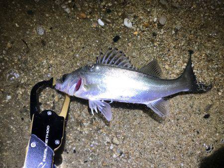 ナイトウェーディング