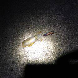 まだまだ小さいな