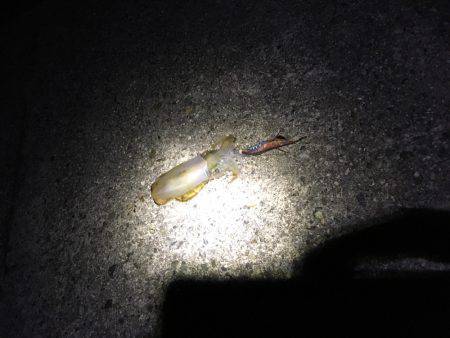 まだまだ小さいな