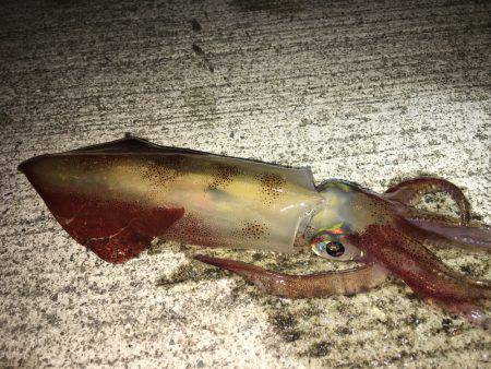 エギング&ショアジギング