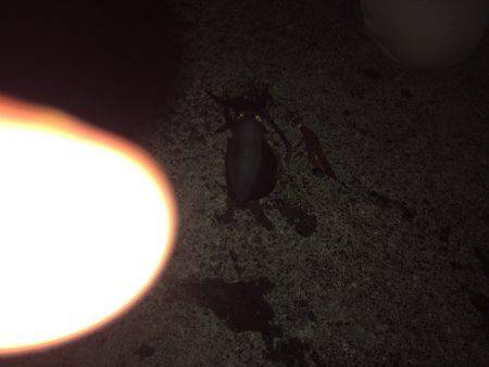 今年最後の釣り！