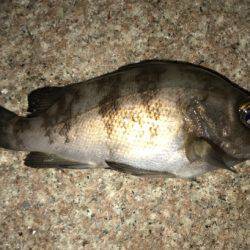 再現出来るか？