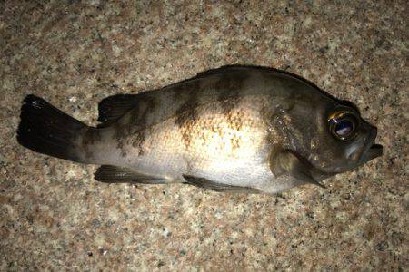 再現出来るか？