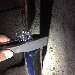 台風前タチウオ