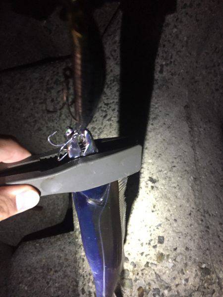 台風前タチウオ