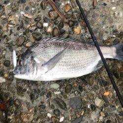 雨にも負けずショアジギング