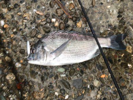 雨にも負けずショアジギング