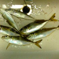 プリタイフーンアジング