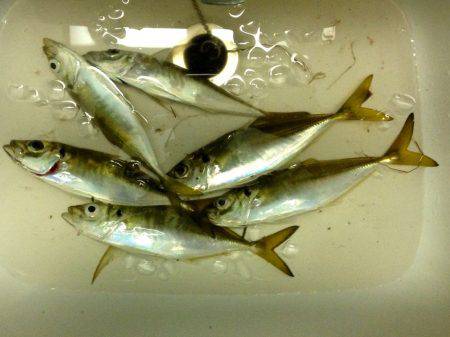 プリタイフーンアジング