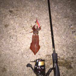 台風前エギング