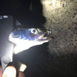 台風前フィッシング