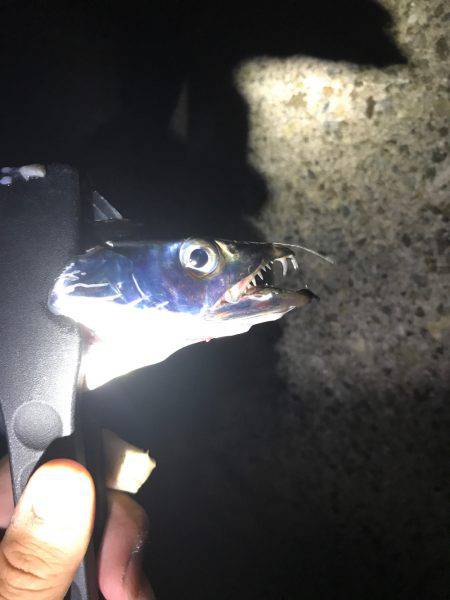 台風前フィッシング