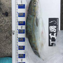 ラッキーハマチ